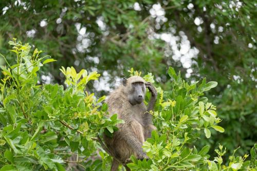 Kruger Dec22 061