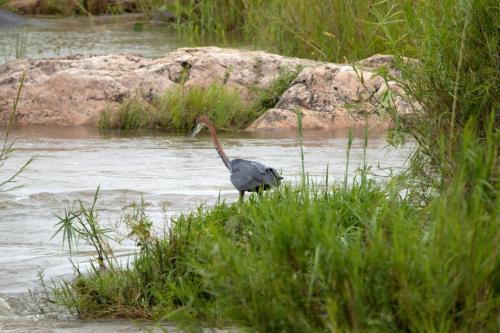 Kruger Dec22 080