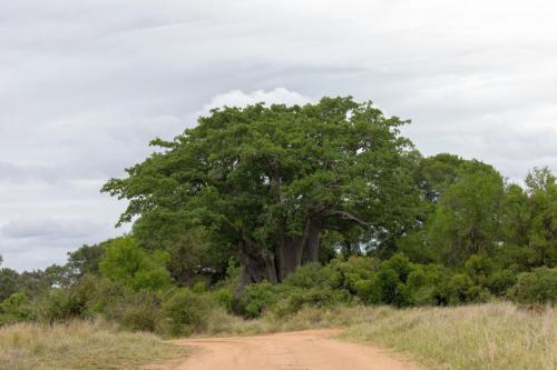 Kruger Dec22 084