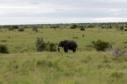 Kruger Dec22 087