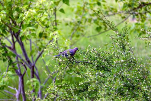 Kruger Dec22 099