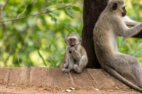 Kruger Dec22 109