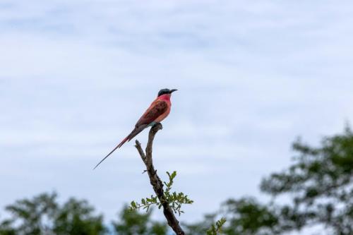 Kruger Dec22 118