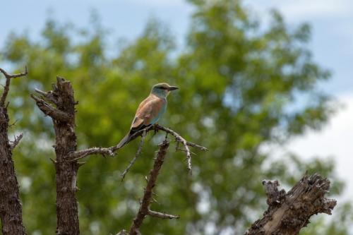 Kruger Dec22 123