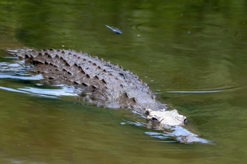 Kruger Dec22 128