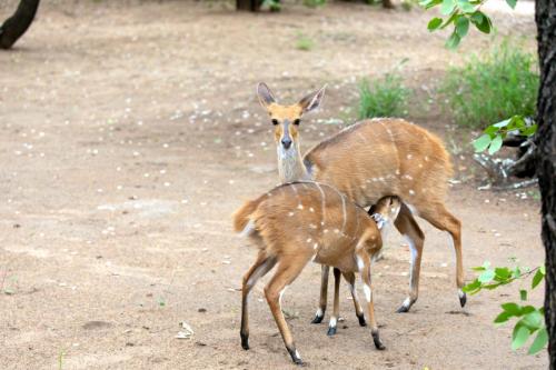 Kruger Dec22 139