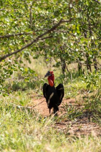 Kruger Dec22 140