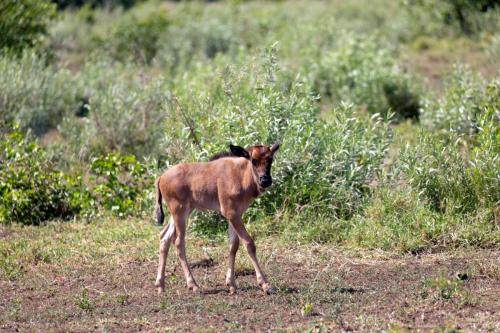 Kruger Dec22 141