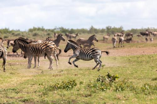 Kruger Dec22 143