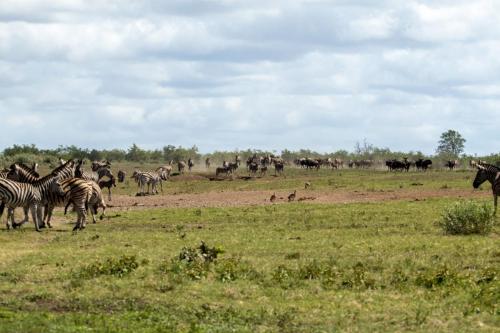 Kruger Dec22 144