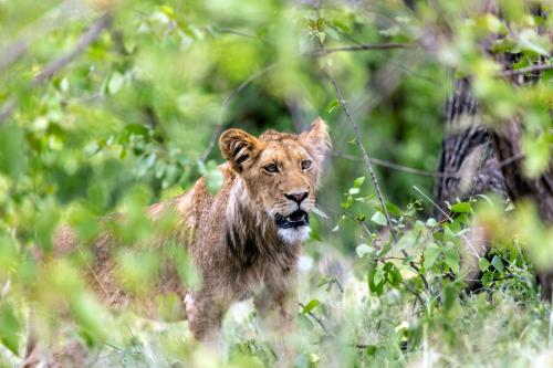 Kruger Dec22 153