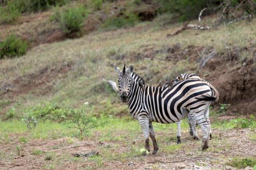 Kruger Dec22 159