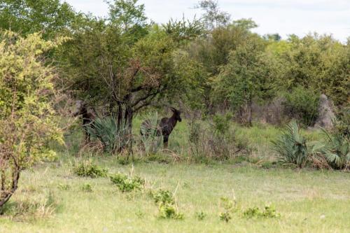 Kruger Dec22 161