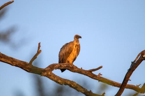 Kruger Dec22 170