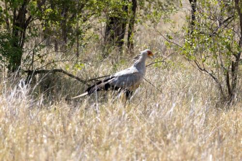 Kruger Dec22 202