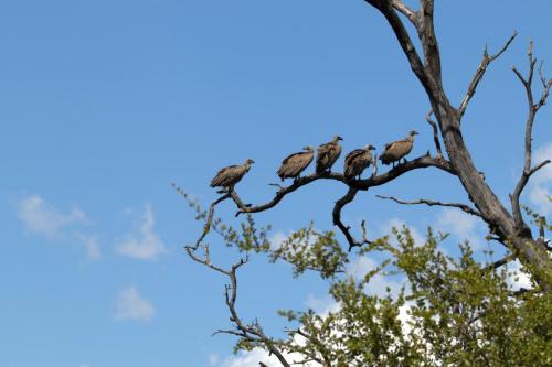 Kruger Dec22 203