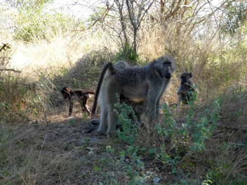 Krugerpark Juni 2022 126