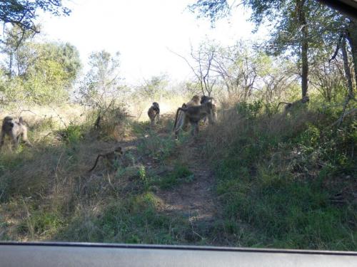 Krugerpark Juni 2022 129