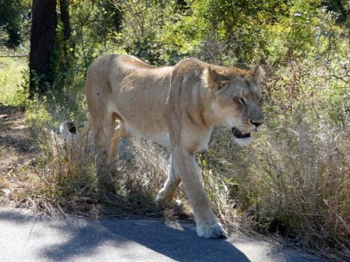 Krugerpark Juni 2022 133