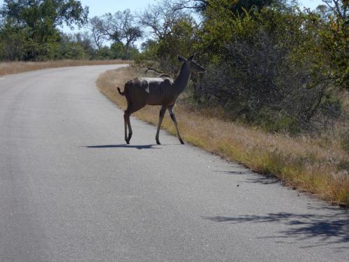 Krugerpark Juni 2022 138