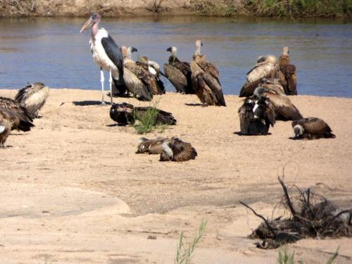 Krugerpark Juni 2022 146