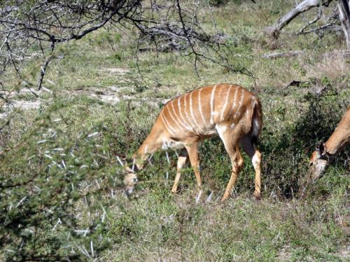 Krugerpark Juni 2022 150