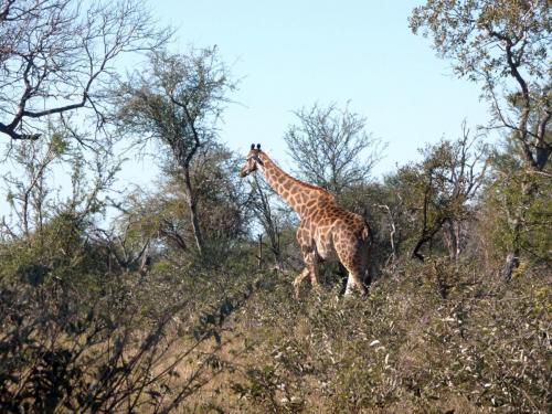 Krugerpark Juni 2022 154