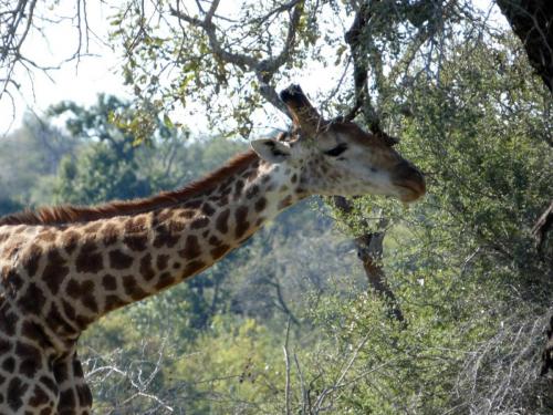 Krugerpark Juni 2022 157