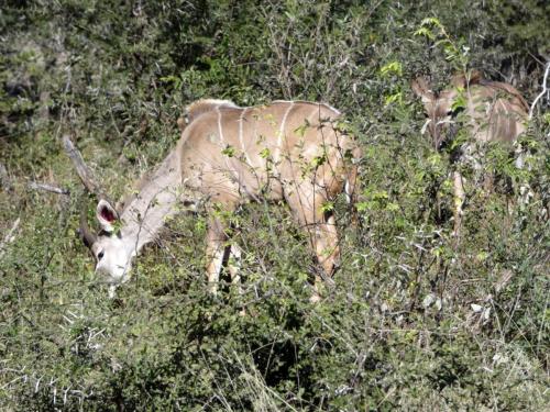 Krugerpark Juni 2022 160