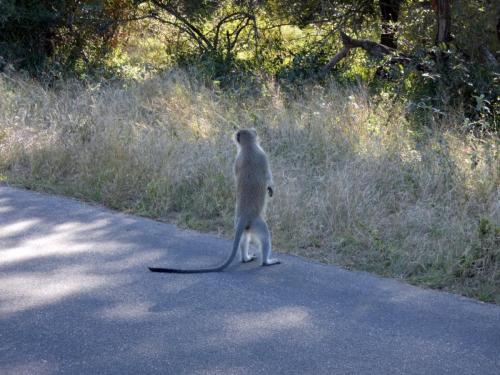 Krugerpark Juni 2022 166