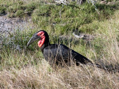 Krugerpark Juni 2022 186