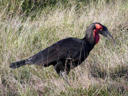 Krugerpark Juni 2022 190