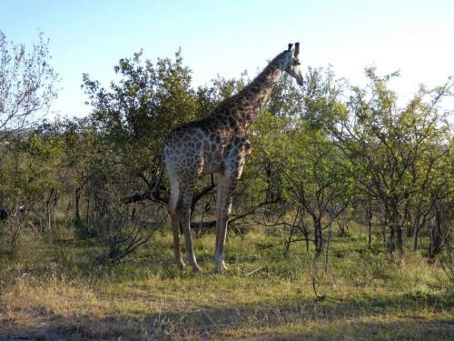 Krugerpark Juni 2022 203