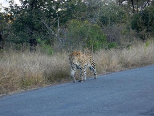 Krugerpark Juni 2022 205