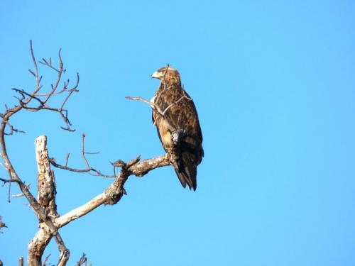 Krugerpark Juni 2022 212