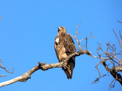 Krugerpark Juni 2022 213