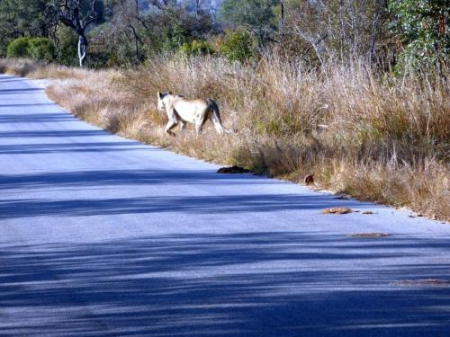 Krugerpark Juni 2022 216