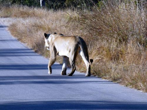 Krugerpark Juni 2022 217