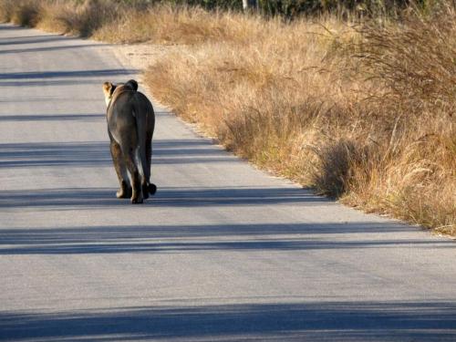 Krugerpark Juni 2022 218