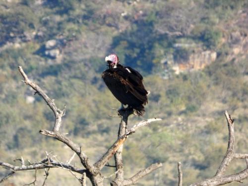 Krugerpark Juni 2022 219