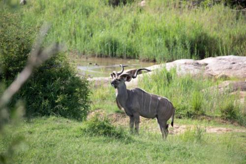 Krugerpark Dec21 036