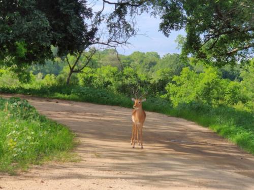 Krugerpark Dec21 038