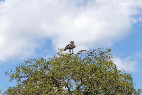 Krugerpark Dec21 053