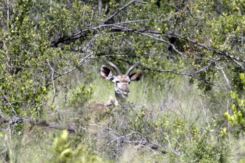 Krugerpark Dec21 057