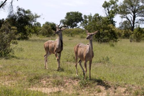 Krugerpark Dec21 075