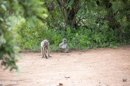 Krugerpark Dec21 087