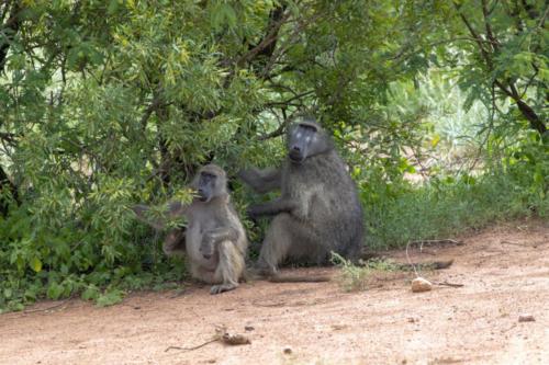 Krugerpark Dec21 088