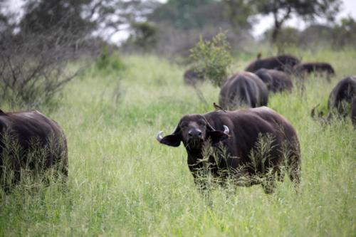 Krugerpark Dec21 093