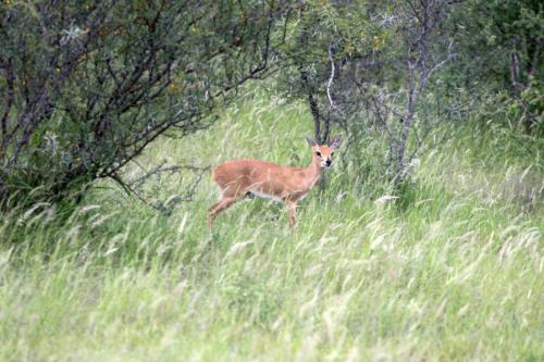 Krugerpark Dec21 109