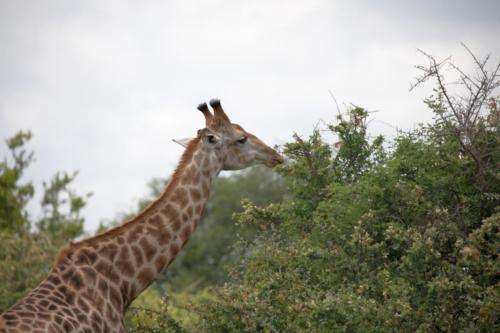 Krugerpark Dec21 111